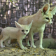 Illustration for article titled ZOMG CUTE BABY ANIMAL ROUND-UP!!!